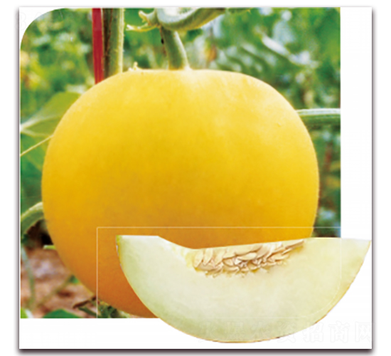 ����2̖(h��o)-��ϷN��-��ľ�N��