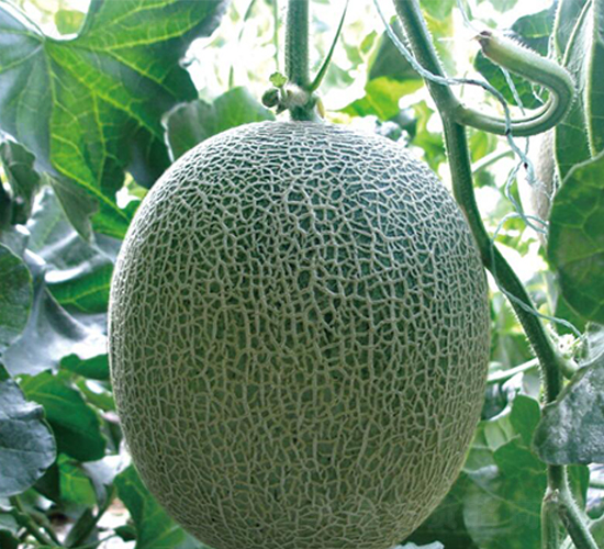 ����-��ϷN��-��ľ�N��