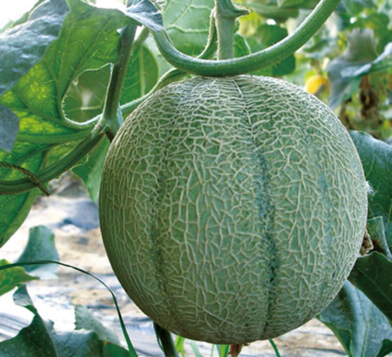 ����-��ϷN��-��ľ�N��