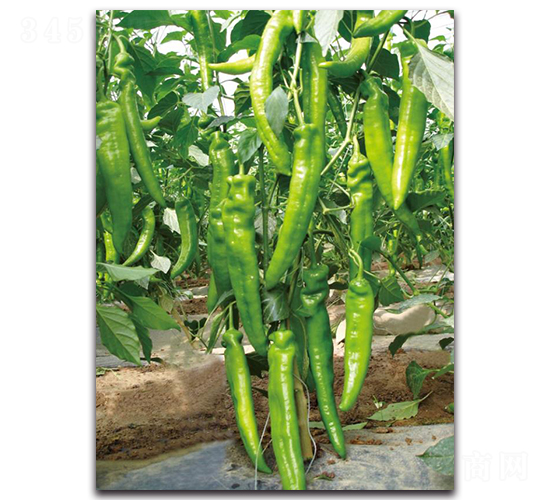 �L��5̖-�����N��-��ľ�N��