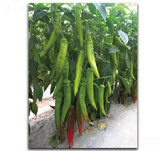 �L��-�����N��-��ľ�N��