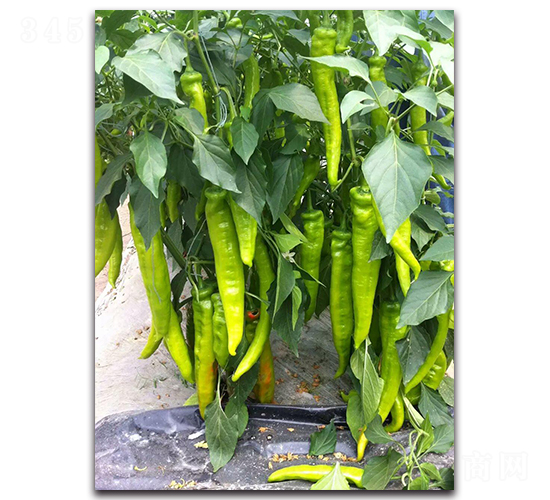 �L�g-�����N��-��ľ�N��