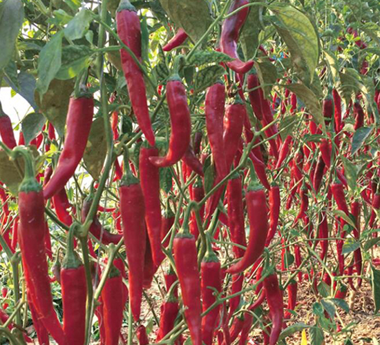 �G��-�����N��-��ľ�N��