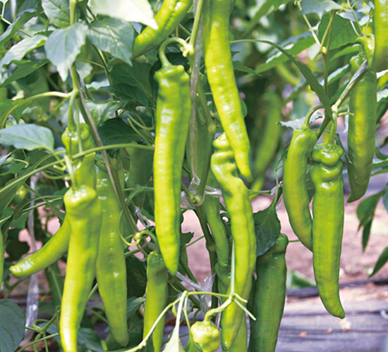 ���L-�����N��-��ľ�N��