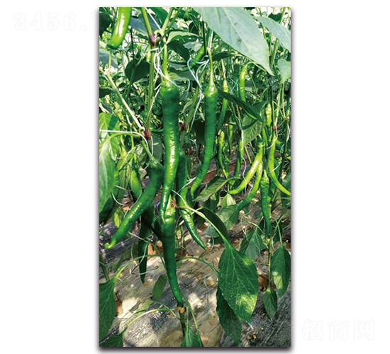 �Gʥ-�����N��-��ľ�N��