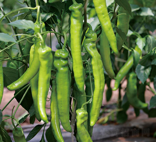 �g�v-�����N��-��ľ�N��