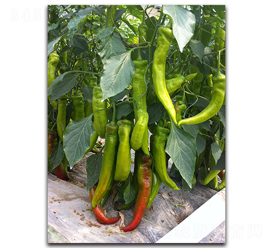 �g��-�����N��-��ľ�N��