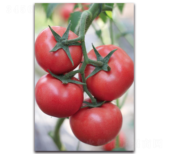 ����10̖-���ѷN��-��ľ�N��