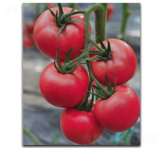 ����6̖(h��o)-���ѷN��-��ľ�N��