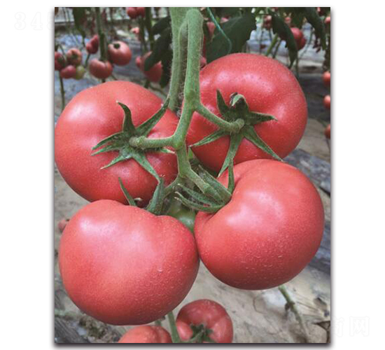 ����5̖(h��o)-���ѷN��-��ľ�N��