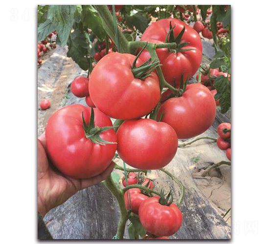 ����2̖-���ѷN��-��ľ�N��