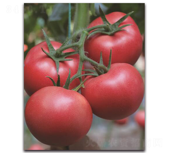 ����1̖(h��o)-���ѷN��-��ľ�N��