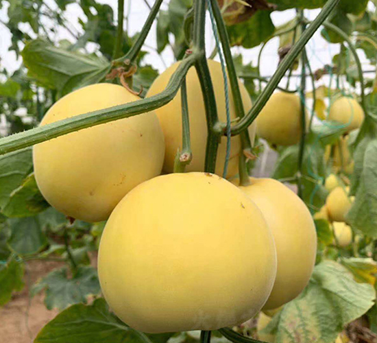 ӯ��20-��ϷN��-ʢ���N�I(y��)