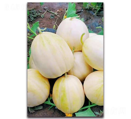 ����-��ϷN��-ʢ���N�I(y��)