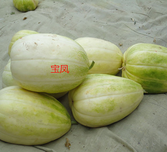 ���P-��ϷN��-ʢ���N�I(y��)