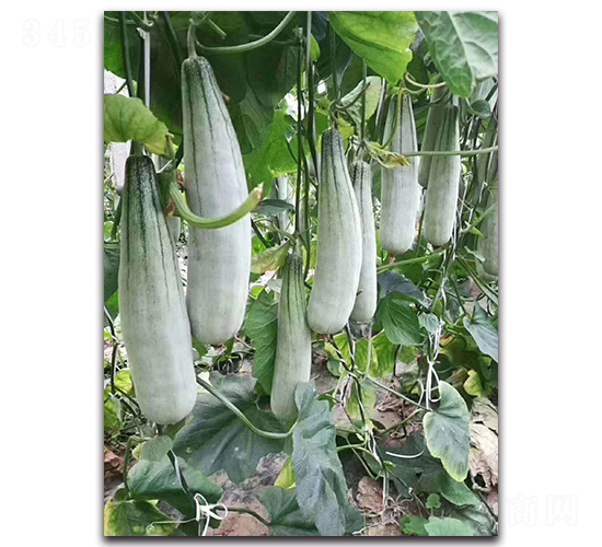 ��Ʒ��Ǵ�-��ϷN��-ʢ���N�I(y��)