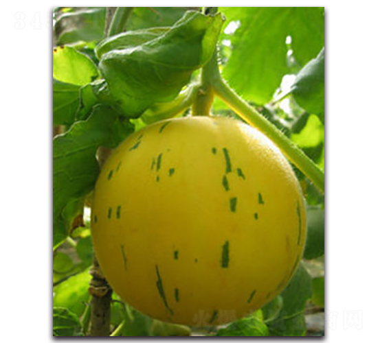 �S����-��ϷN��-ʢ���N�I(y��)