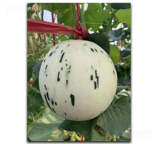 ������-��ϷN��-ʢ���N�I(y��)