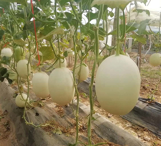 �t�����-��ϷN��-ʢ���N�I(y��)