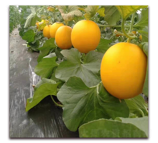 ��������-��ϷN��-ʢ���N�I(y��)