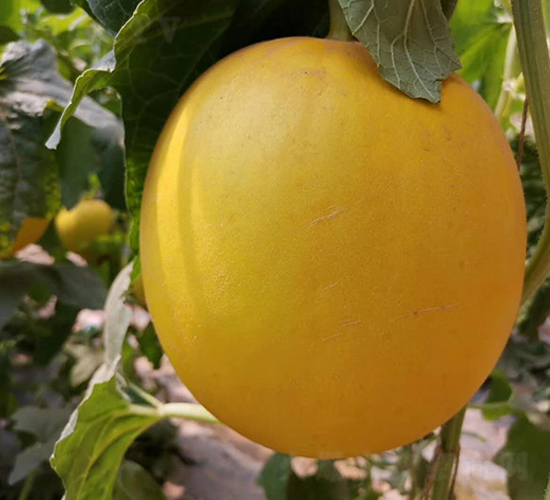 ����t-��ϷN��-ʢ���N�I(y��)