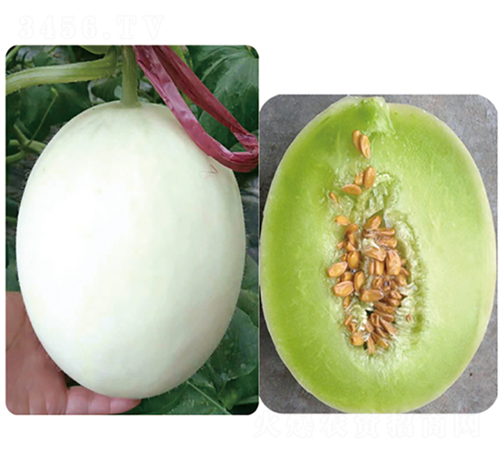 �_(t��i)�����-��ϷN��-ʢ���N�I(y��)