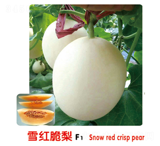 ѩ�t����F1-��ϷN��-ʢ���N�I(y��)