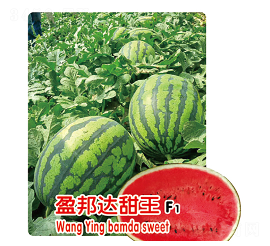 ӯ���_(d��)����F1-���ϷN��-ʢ���N�I(y��)