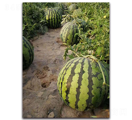 ��ˬ����-���ϷN��-ʢ���N�I(y��)