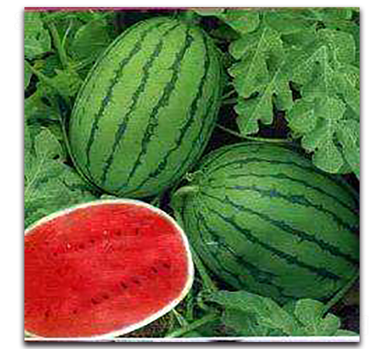 �|���t��-���ϷN��-ʢ���N�I(y��)