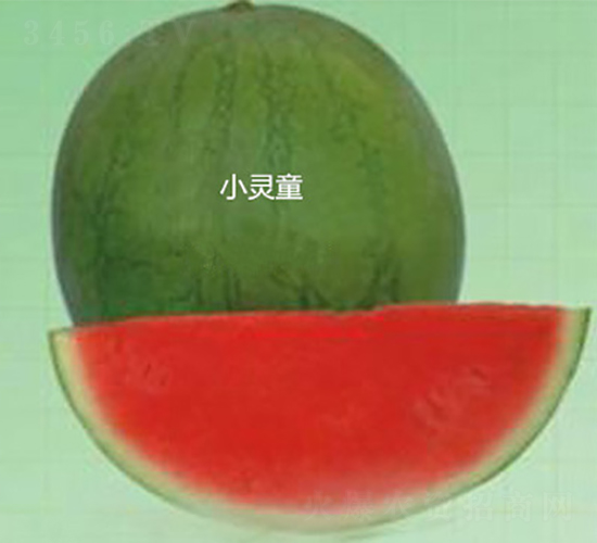 С�`ͯ-���ϷN��-ʢ���N�I(y��)