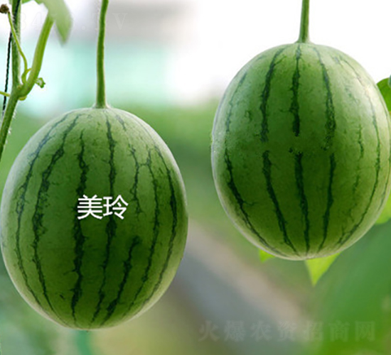 ����-���ϷN��-ʢ���N�I(y��)