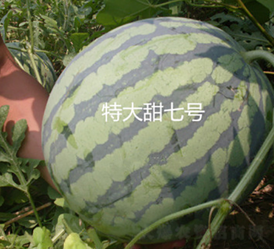 �ش�����̖(h��o)-���ϷN��-ʢ���N�I(y��)