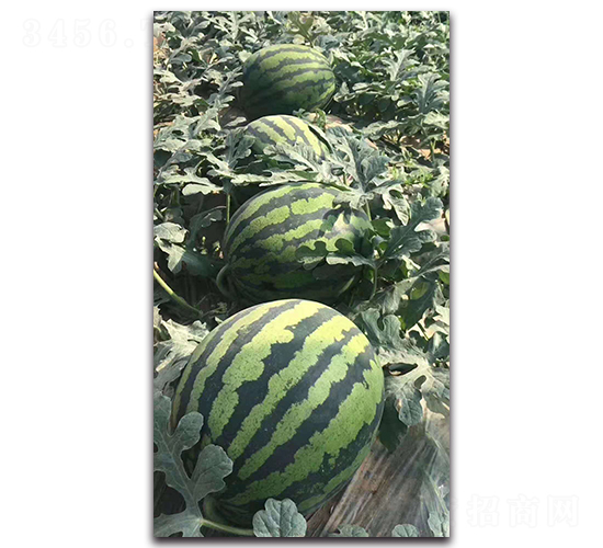 ����8k-���ϷN��-ʢ���N�I(y��)