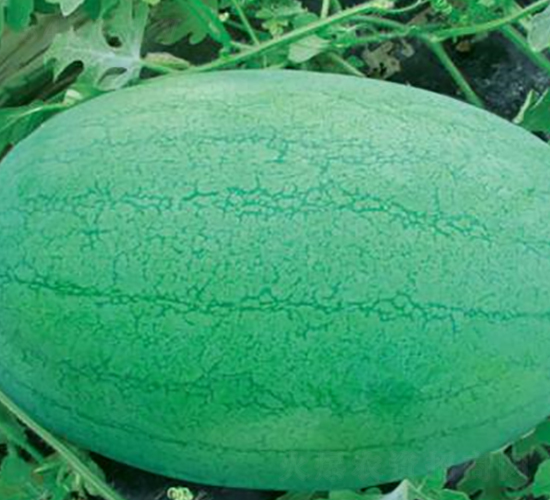 �G֮��-���ϷN��-ʢ���N�I(y��)