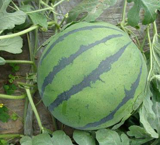 ����-���ϷN��-ʢ���N�I(y��)