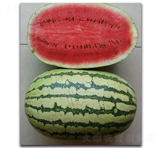 ���x���r(n��ng)8̖(h��o)-���ϷN��-ʢ���N�I(y��)