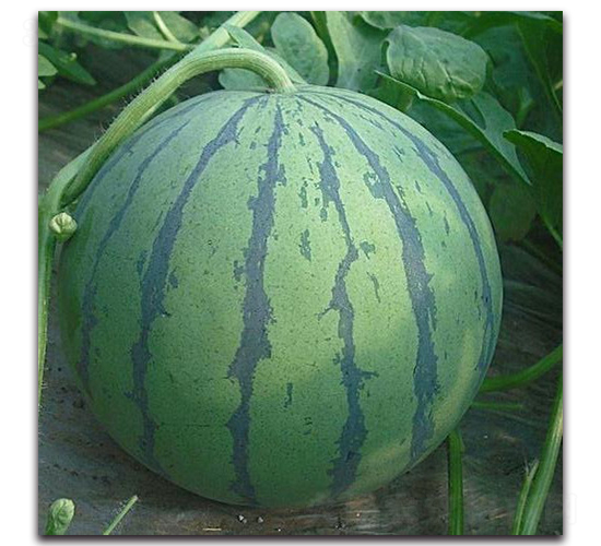 �A��-���ϷN��-ʢ���N�I(y��)