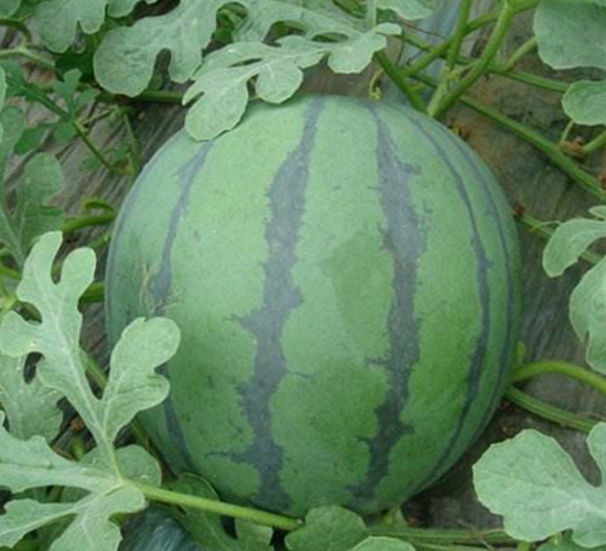 ӭ��-���ϷN��-ʢ���N�I(y��)