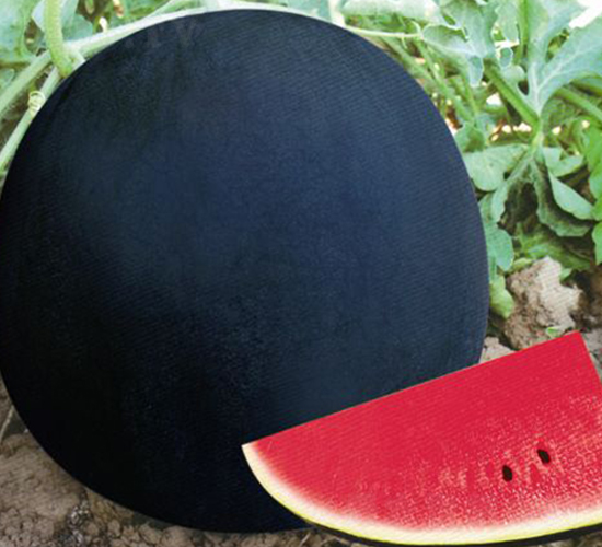 �ڽ���-���ϷN��-ʢ���N�I(y��)