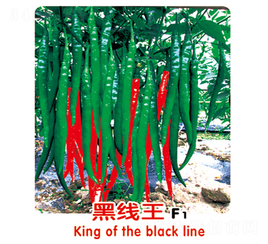 �ھ���F1-�����N��-ʢ���N�I(y��)