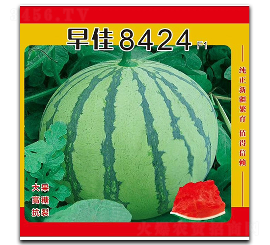 ���8424-���ϷN��-��¡��