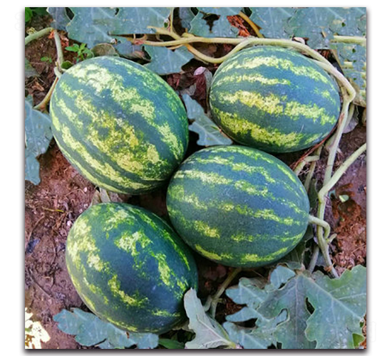 WA13-���ϷN��-�G�x�N�I(y��)