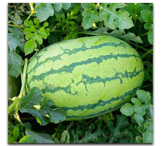 WA10-���ϷN��-�G�x�N�I(y��)