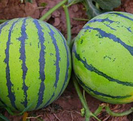 WA03-���ϷN��-�G�x�N�I(y��)