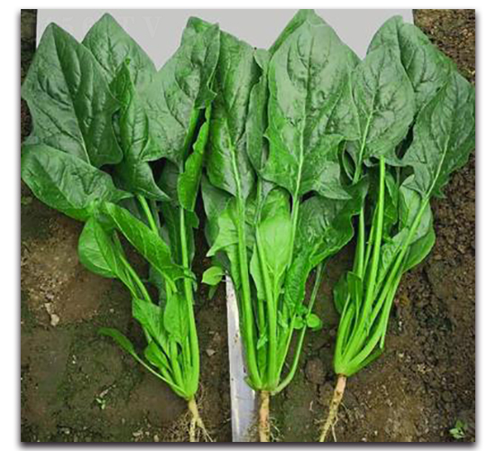 709-���˷N��-�G�x�N�I(y��)