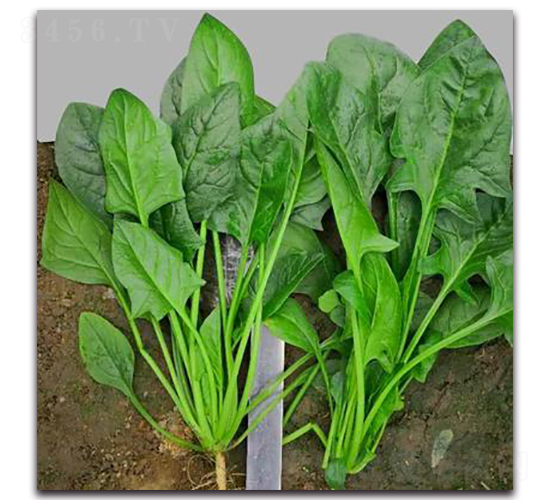 706-���˷N��-�G�x�N�I(y��)