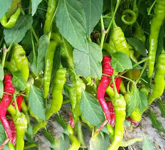 PA15-�����N��-�G�x�N�I(y��)