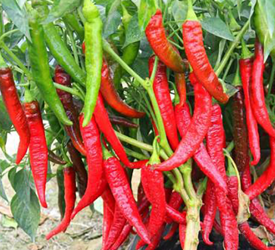 PM68-�����N��-�G�x�N�I(y��)