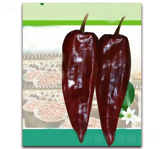 PA13-�����N��-�G�x�N�I(y��)